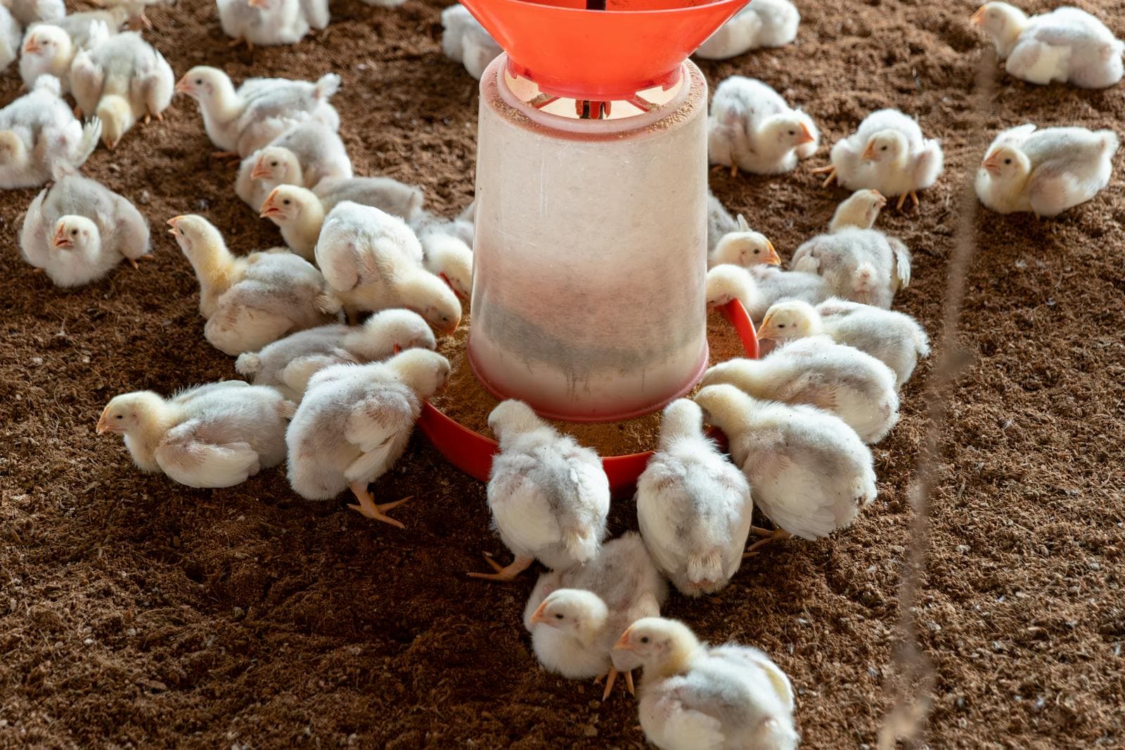 Broiler chicks feeding around a poultry feeder for feed conversion ratio tracking