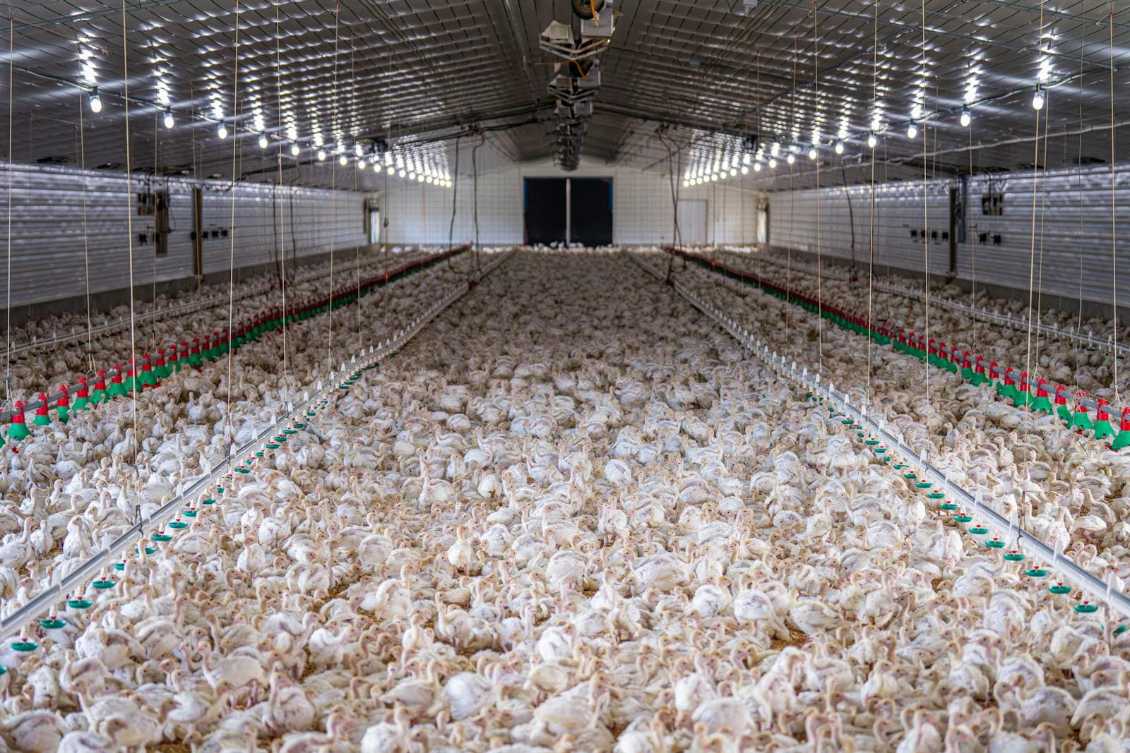 Commercial broiler chickens inside a poultry house for weekly batch performance tracking