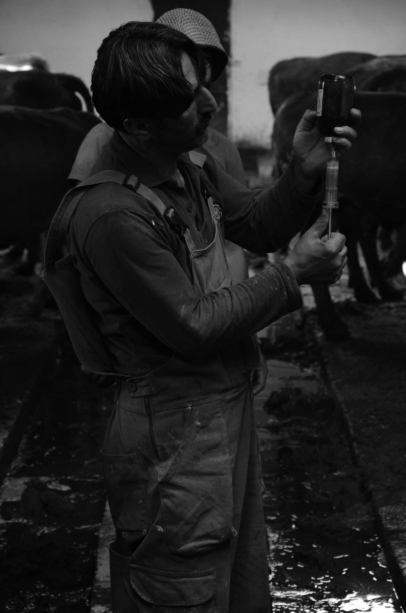 Livestock worker drawing vaccine into a syringe in a cattle barn for a vaccination schedule